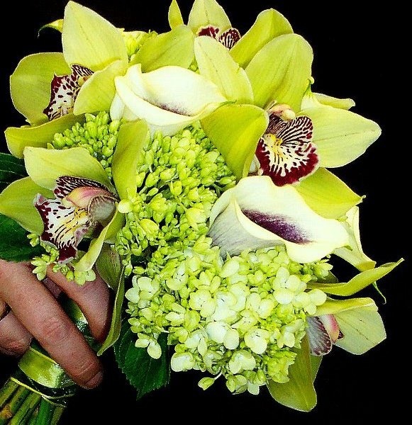 Beautiful in all green and a touch of burgundy.  Hydrangea, Cymbidium Orchids, and Mini Calla Lilies make for such a dramatic bouquet.